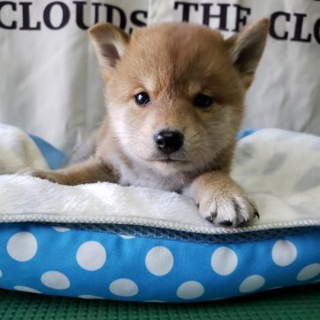 柴犬(豆柴)【神奈川県・男の子・2019年10月8日・赤】の写真「僕にあいにきてね💕💕」