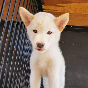 柴犬(標準サイズ)【神奈川県・男の子・2019年3月16日・白】の写真「キツネ顔好きな飼い主様へ🎶」