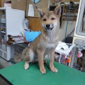 柴犬(標準サイズ)【神奈川県・男の子・2015年12月23日・赤】の写真「誕生日は天皇誕生日‼」