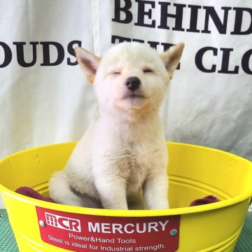 柴犬(豆柴)【神奈川県・男の子・2024年5月1日・白】の写真「現在体高３０cm💕豆シロクマです♪♪」