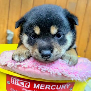 柴犬(豆柴)【神奈川県・女の子・2022年11月21日・黒】の写真「化粧毛フサフサくまっ子ちゃん💕」