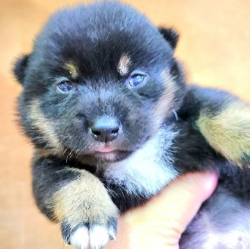 柴犬(豆柴)【神奈川県・女の子・2024年5月27日・黒】の写真「模様も可愛いカワウソっ子ちゃん💕」