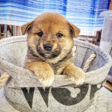 柴犬(標準サイズ)【神奈川県・女の子・2024年5月1日・赤】の写真「お父ちゃんは豆柴です💕(将来小振り)」