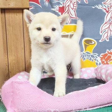 柴犬(豆柴)【神奈川県・男の子・2024年7月1日・白】の写真「可愛い丸顔の白豆たぬき君💕」