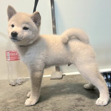 柴犬(豆柴)【神奈川県・男の子・2024年7月1日・白】の写真「鼻黒で可愛い丸顔の白豆君💕(現在1､8kg小豆）」