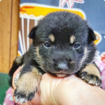 柴犬(豆柴)【神奈川県・女の子・2024年8月2日・黒】の写真「ちょっと黒多めですが可愛い丸顔💕」