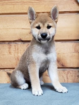 柴犬(標準サイズ)【神奈川県・女の子・2018年7月6日・赤】の写真「柴っ娘ちゃんです♪」