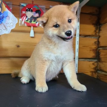 柴犬(豆柴)【神奈川県・女の子・2024年5月19日・赤】の写真「キレイ系豆ちゃんです💕現体重2､0kg」