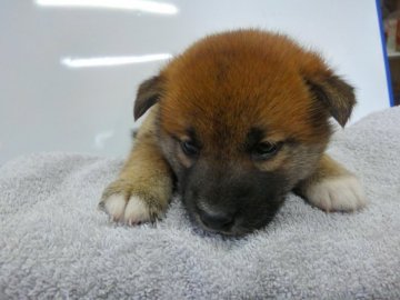 柴犬(標準サイズ)【神奈川県・男の子・2017年10月2日・赤】の写真「３兄弟一番チビな男の子です🎶」