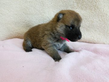 柴犬(標準サイズ)【神奈川県・女の子・2015年3月6日・赤】の写真「小ぶりな可愛い赤リボンの女の子です♪」