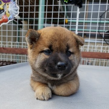 柴犬(標準サイズ)【神奈川県・女の子・2018年8月24日・赤】の写真「泥棒ちゃんは今だけです🎶」