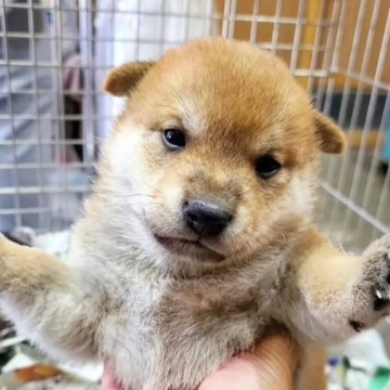 柴犬(豆柴)【神奈川県・男の子・2023年4月27日・赤】の写真「丸顔でイケ豆君です💕」