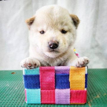 柴犬(標準サイズ)【神奈川県・女の子・2021年4月30日・白】の写真「ふわふわ見た目白くまちゃんですよ」