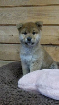 柴犬(標準サイズ)【神奈川県・男の子・2017年2月3日・赤】の写真「抱っこ大好き男の子です🎶」