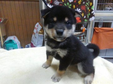 柴犬(標準サイズ)【神奈川県・男の子・2016年9月14日・黒】の写真「タヌキ顔の男の子です❤」