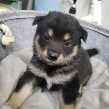 柴犬(豆柴)【神奈川県・男の子・2020年10月8日・黒】の写真「４頭兄妹の男の子です💕💕」