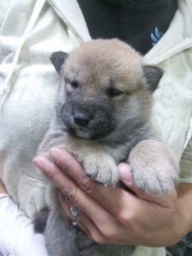 柴犬(豆柴)【神奈川県・男の子・2015年9月13日・赤】の写真「おめめまん丸のイケメン君です♪」