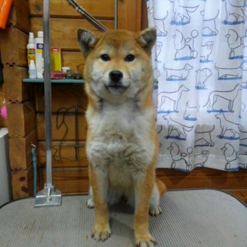 柴犬(標準サイズ)【神奈川県・女の子・2017年8月29日・赤】の写真「美人‼タヌキ顔の女の子です🎶」