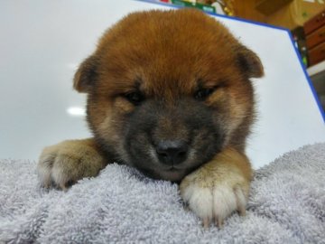 柴犬(標準サイズ)【神奈川県・男の子・2017年10月2日・赤】の写真「３兄弟一番大きな男の子です🎶」