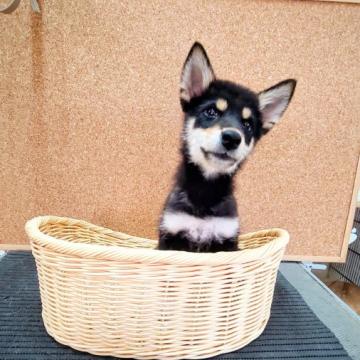 柴犬(標準サイズ)【神奈川県・女の子・2022年6月1日・黒】の写真「人気の黒！！　超小ぶり♪」