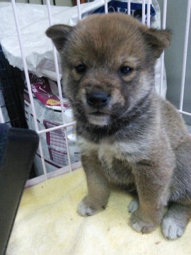 柴犬(標準サイズ)【神奈川県・男の子・2015年10月24日・赤】の写真「色が濃くって真ん丸熊顔です♪」