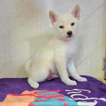 柴犬(豆柴)【神奈川県・男の子・2024年3月18日・白】の写真「しろくま豆柴君です💕」