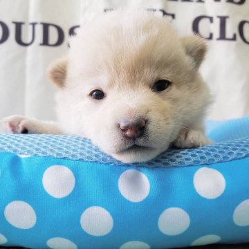 柴犬(豆柴)【神奈川県・女の子・2019年11月8日・赤】の写真「小柴サイズ・白ちゃんです💕💕」