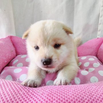 柴犬(豆柴)【神奈川県・女の子・2021年8月14日・白】の写真「お鼻真っ黒化粧毛フワッフワのシロクマ君です💕」