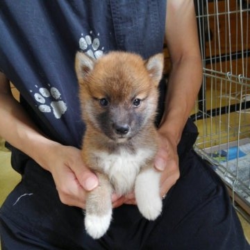 柴犬(標準サイズ)【神奈川県・男の子・2016年8月24日・赤】の写真「綺麗な色のイケメン君です♪」