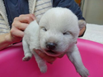 柴犬(標準サイズ)【神奈川県・男の子・2016年1月1日・白】の写真「人気の白生まれてます🎵」