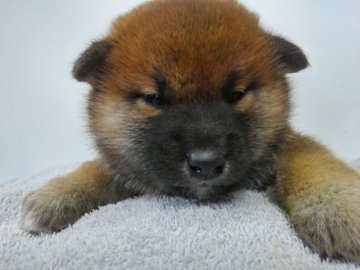 柴犬(標準サイズ)【神奈川県・男の子・2017年10月2日・赤】の写真「３兄弟一番顔黒男の子です🎶」