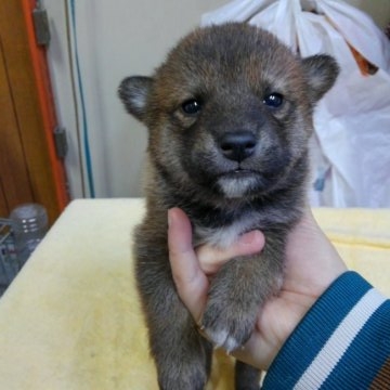 柴犬(標準サイズ)【神奈川県・男の子・2016年1月1日・赤】の写真「」