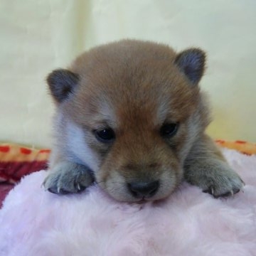 柴犬(豆柴)【神奈川県・男の子・2017年2月13日・赤】の写真「パパは極小小豆柴です♪」