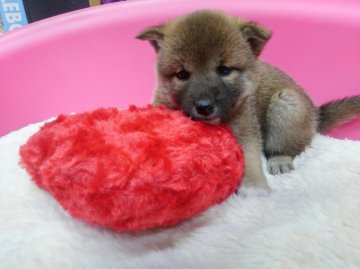 柴犬(標準サイズ)【神奈川県・女の子・2015年12月8日・赤】の写真「泥棒さん顔は今だけ♪」