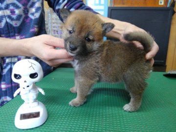 柴犬(豆柴)【神奈川県・男の子・2016年11月11日・赤】の写真「ポッキーの日生れの男の子💕」