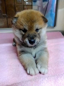 柴犬(標準サイズ)【神奈川県・男の子・2018年1月20日・赤】の写真「イケメン君生まれてます🎵」