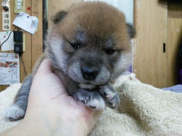 柴犬(標準サイズ)【神奈川県・女の子・2015年10月2日・赤】の写真「お顔真ん丸のカワウソちゃんです♪」