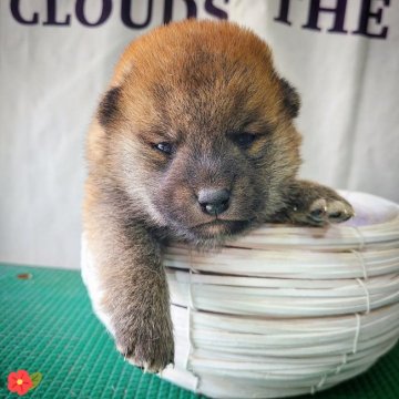 柴犬(豆柴)【神奈川県・男の子・2022年2月9日・赤】の写真「丸顔の豆たぬきです💕」