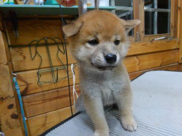 柴犬(標準サイズ)【神奈川県・男の子・2016年8月4日・赤】の写真「タヌキ顔の男の子です❤」