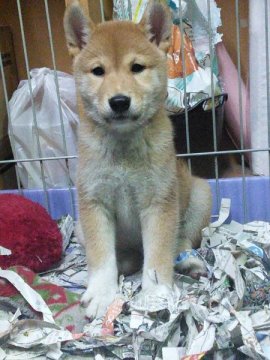 柴犬(標準サイズ)【神奈川県・男の子・2015年6月1日・赤】の写真「模様の綺麗なイケメン君です♪」