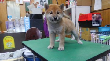 柴犬(標準サイズ)【神奈川県・女の子・2015年10月30日・赤】の写真「小ぶりな女の子ちゃん♪♪」