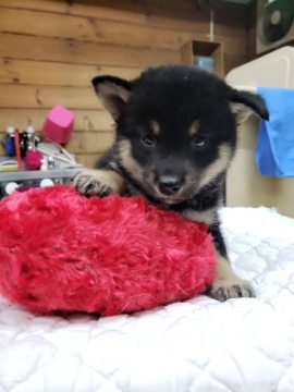 柴犬(豆柴)【神奈川県・女の子・2020年10月8日・黒】の写真「４頭兄妹の女の子です💕💕」