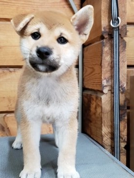 柴犬(標準サイズ)【神奈川県・女の子・2018年7月6日・赤】の写真「柴っ娘ちゃんです♪」