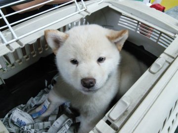 柴犬(標準サイズ)【神奈川県・男の子・2015年3月25日・白】の写真「まん丸顔のイケメン君です♪」