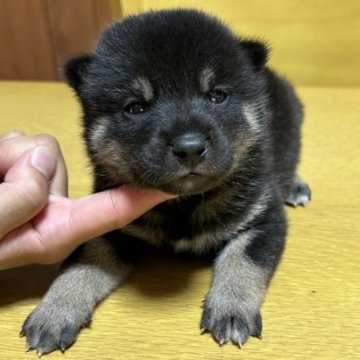 柴犬(標準サイズ)【神奈川県・男の子・2023年5月25日・黒】の写真「丸顔イケメン君です🎶」