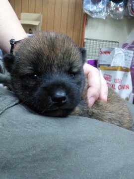 柴犬(標準サイズ)【神奈川県・女の子・2015年3月4日・赤】の写真「真っ黒タヌキ顔の女の子♪」