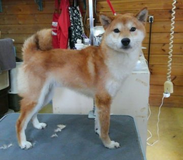 柴犬(標準サイズ)【神奈川県・男の子・2016年8月24日・赤】の写真「実物の方がイケメン君です🎵🎵」