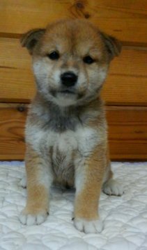 柴犬(標準サイズ)【神奈川県・男の子・2017年8月14日・赤】の写真「オモチャ大好き男の子です🎶」