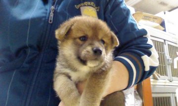 柴犬(標準サイズ)【神奈川県・男の子・2015年3月15日・赤】の写真「両親日保展覧会犬です」