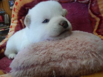 柴犬(豆柴)【神奈川県・男の子・2016年11月25日・白】の写真「ママに似たタヌキ顔〜💖」